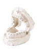 Mold of a full set of human teeth