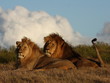 Photo: Father and son together at sunset. Father and son together at sunset.
