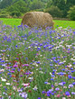 champ fleuri