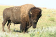 Photo: Hello Buffalo Hello Buffalo