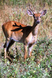 The Bison Range Deer