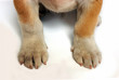 dog dog