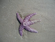 Starfish in sand