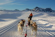 Chiens de traineau