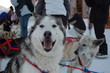 Husky