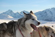 Chiens de traineau