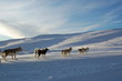 Husky dans la montagne