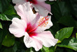 Hibiskus