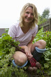 Woman harvesting fresh beets from garden