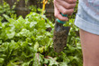 Woman with dirty trowel tending to garden