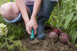 Woman harvesting fresh beets from garden