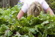 Woman harvesting fresh beets from garden