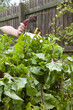 Woman harvesting fresh beet from garden