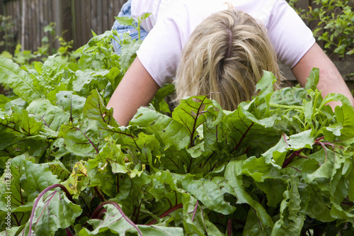 Photo: Woman harvesting fresh beets from garden Woman harvesting fresh beets from garden