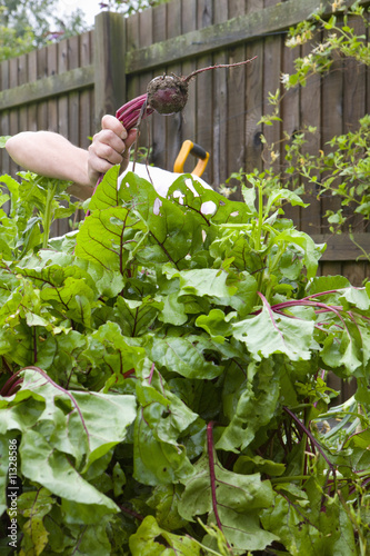 Photo: Woman harvesting fresh beet from garden Woman harvesting fresh beet from garden
