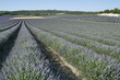 Lavendelfeld