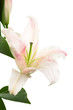 Beautiful pink lily Beautiful pink lily