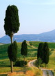 Weg,Wanderweg,Zypressen,Toskana,Monte Amiata,Val d Orcia