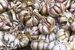 Colourful garlic cloves