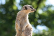 Meerkat sentry