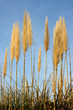 erba