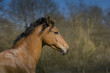 pony