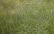 Spiderman Spiderman