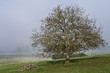 Brume matinale en campagne Brume matinale en campagne