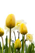 Tulips and daffodils on white background