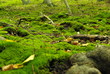 Moosboden