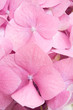 Pink petals background