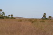 everglades