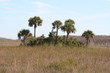 everglades