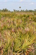 everglades