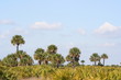 everglades