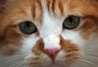 CU Orange Cat