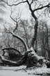 Arbre Arbre