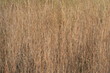everglades