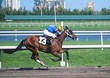 The Thirteen Horse