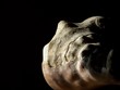 Coquillage entre ombre et lumière