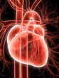 anatomie eines menschlichen herzens anatomie eines menschlichen herzens