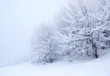 Winter tree