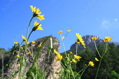 Foto: Wildblüten auf Berwiese in den Alpen, Piemont, Italien Wildblüten auf Berwiese in den Alpen, Piemont, Italien