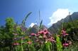 Wildblüten auf Berwiese in den Alpen, Piemont , Italien Wildblüten auf Berwiese in den Alpen, Piemont , Italien
