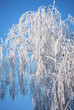arbre