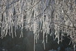 arbre