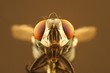Fliege mit aufgerissenem Fresswerkzeug
