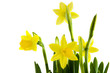 Yellow daffodils