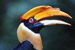 hornbill hornbill