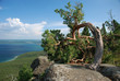 Arc tree landscape